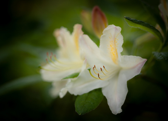 Rhododendron Dream